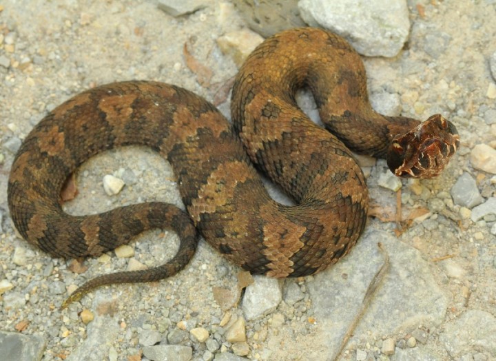 Cottonmouth